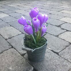 Lilla krokus i zinkpotte