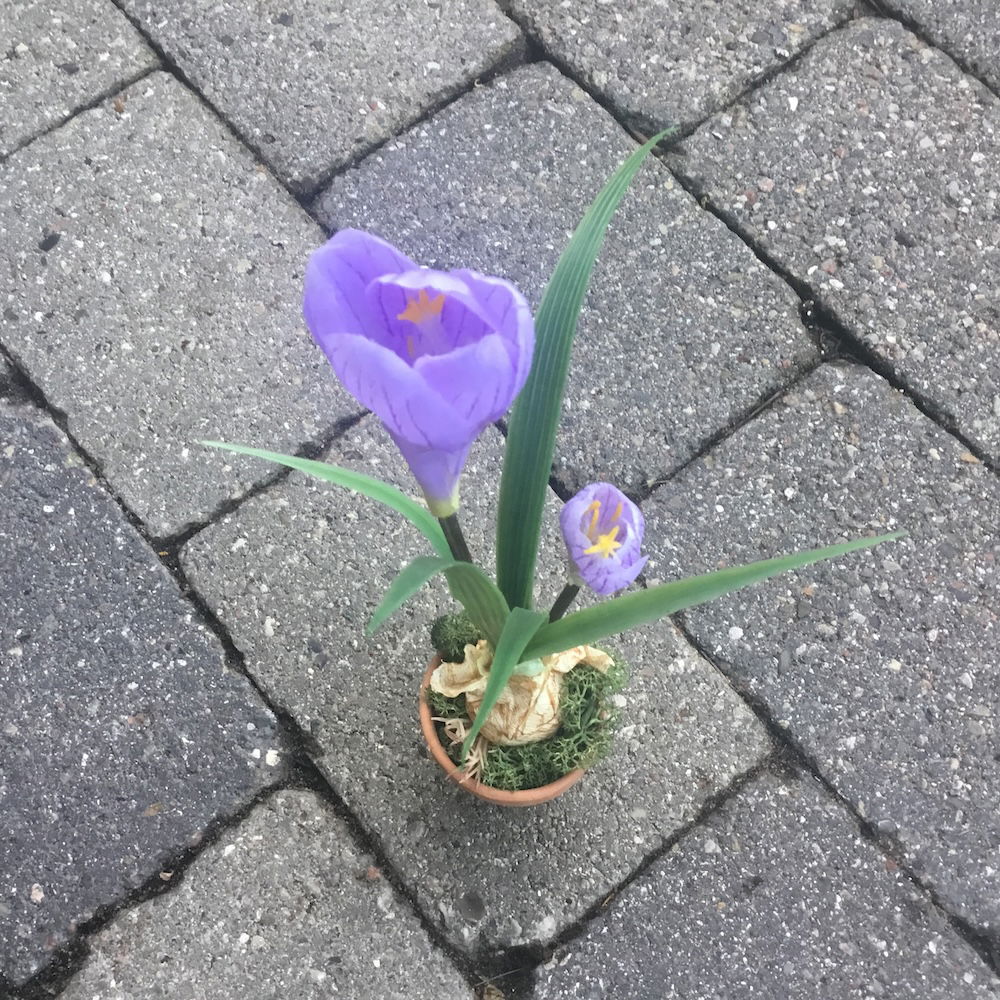 Lilla krokus i lerpotte - Billede 3