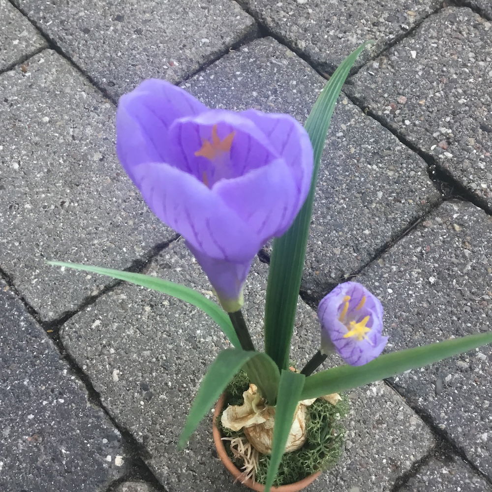 Lilla krokus i lerpotte - Billede 4