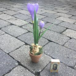 Alternative view of Lilla krokus i lerpotte