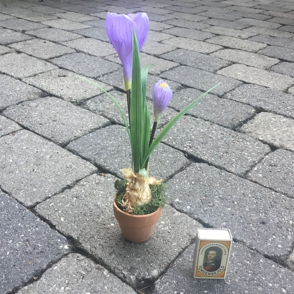 Lilla krokus i lerpotte - Billede 2