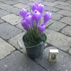 Alternative view of Lilla krokus i zinkpotte