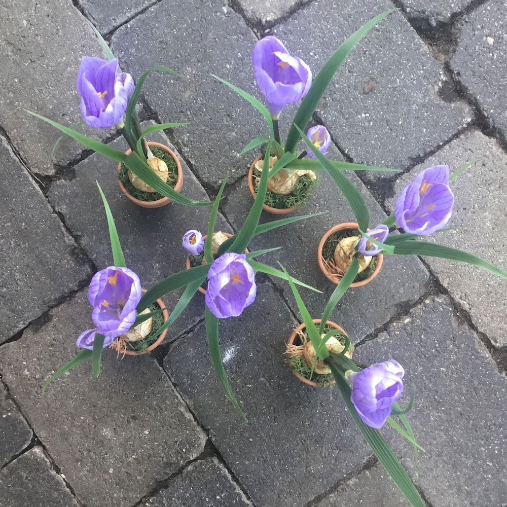 Lilla krokus i lerpotte - Billede 6