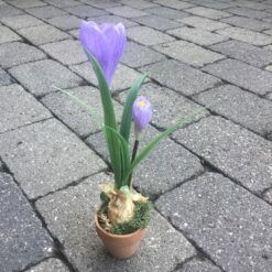 Lilla krokus i lerpotte