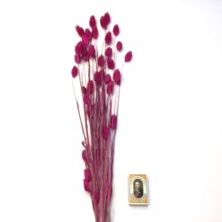 Alternative view of Pink tørrede Phalaris blomster