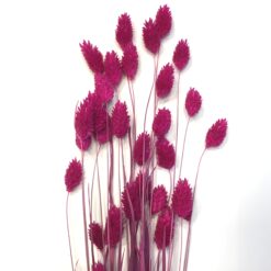 Pink tørrede Phalaris blomster