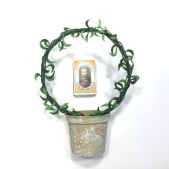 Alternative view of Dekorativ mini senecio bue