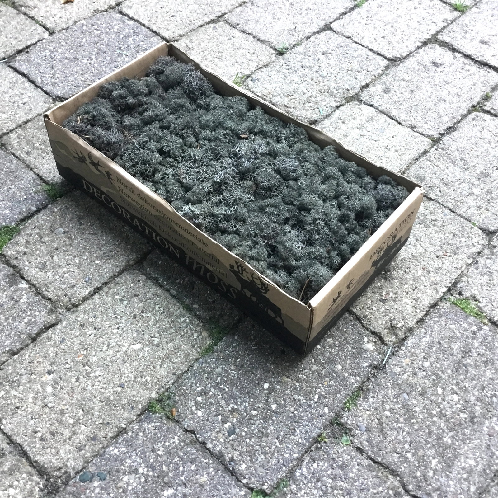 Islandsk mos præserveret – Mørkegrå farve - Billede 4