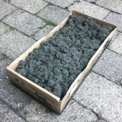 Islandsk mos præserveret – Mørkegrå