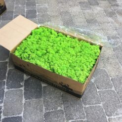 Alternative view of Mos præserveret 5kg – Lys græsgrøn