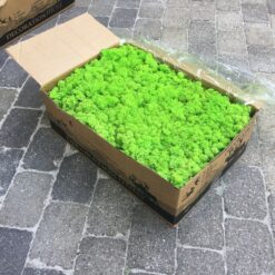 Mos præserveret 5kg – Lys græsgrøn