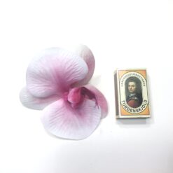 Alternative view of Lys og pink orkidé hoved