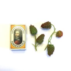 Alternative view of 2  Mini hindbær grene