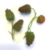 2 Mini hindbær grene