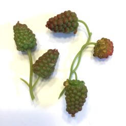2 Mini hindbær grene